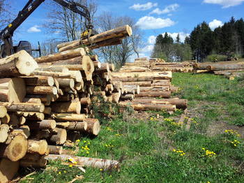 2017-04-29 Coupe de bois