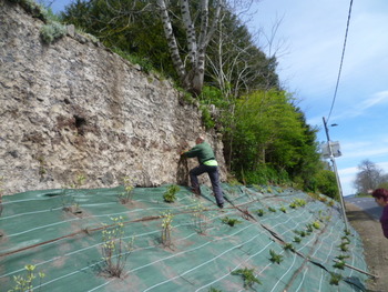 2017-05-09-plantations6