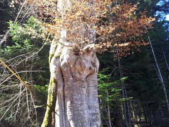 2018-04-04 Animalarbre