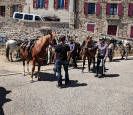 2020 07 12 des chevaux sur le Marchedial