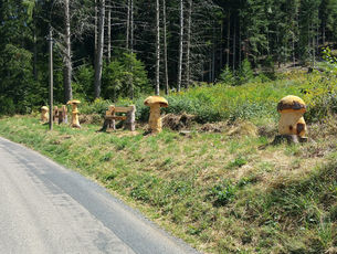 2020 08 11 Une poussée de champignons originale