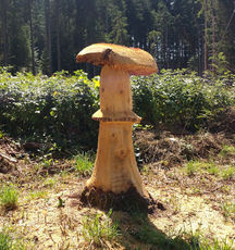 2020 08 11 Une poussée de champignons originale : une girolle