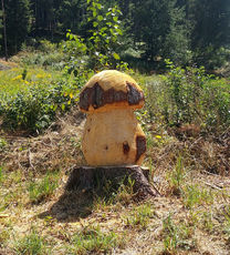 2020 08 11 Une poussée de champignons originale