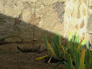 2020 11 03  Place Florimont Tourzet : un jardinet bien entretenu