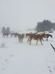 2021 01 11 Photo neige, artiste : B F