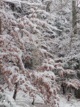 2021 01 14  photo neige M R