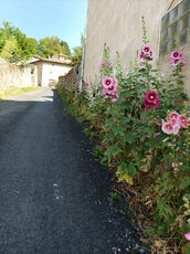 2022 07 03 roses tremieres