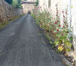 2023 07 29 roses trémières