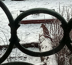 2024 01 20 Un renard dans le jardin