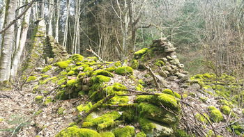 Arboulet1