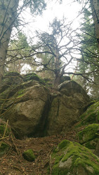 Arboulet17