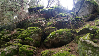 Arboulet19
