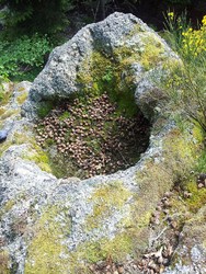 Bénitier de l'Arbre en 2015